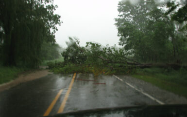 Trees down across the road