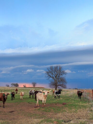 Cows and Shelf Cloud in Oklahoma