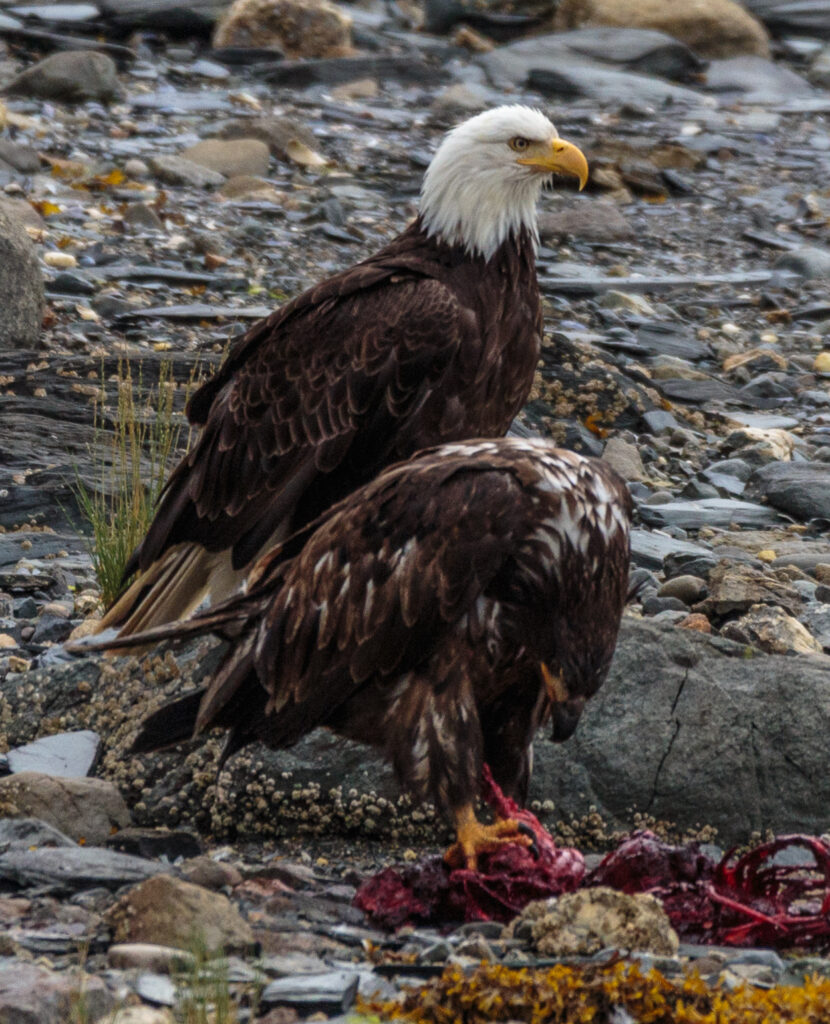 Bald Eagles