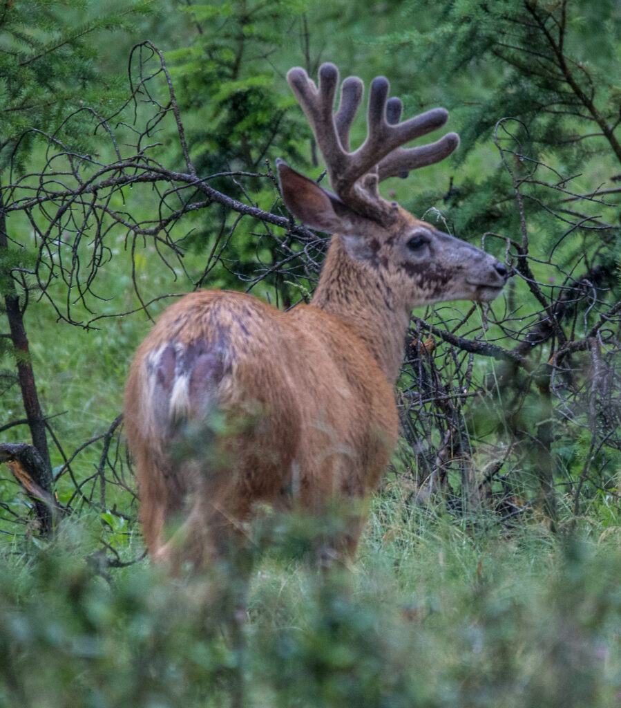 A Caribou in Jasper NP