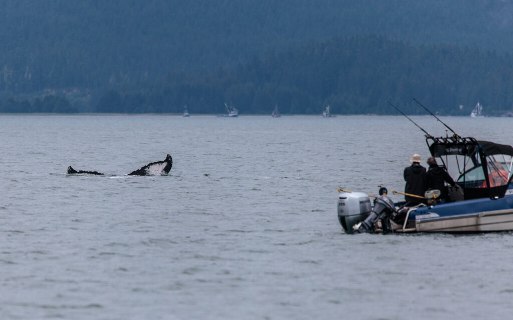 Whale near fishing boat