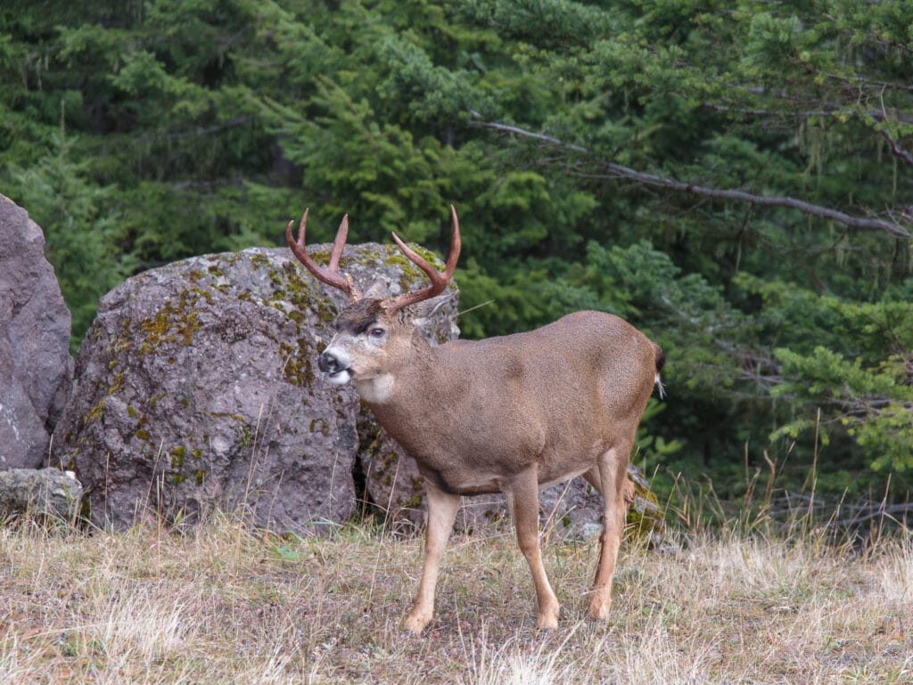 This buck was really close