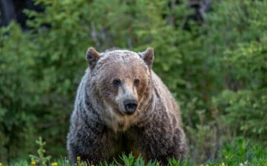 A Grizzly Bear along highway 40 in Peter Lougheed Provincal Park