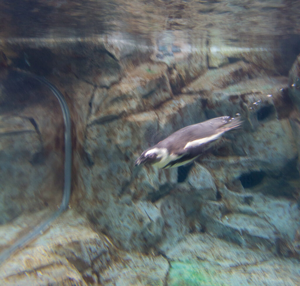 Penguins at Georgia Aquarium