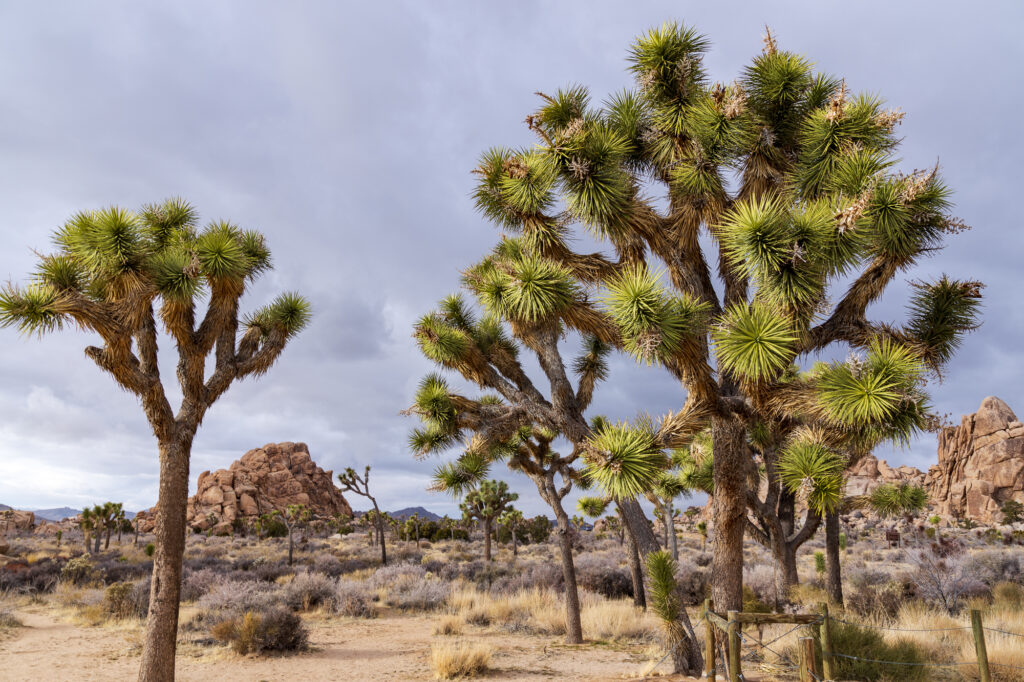 Joshua Trees