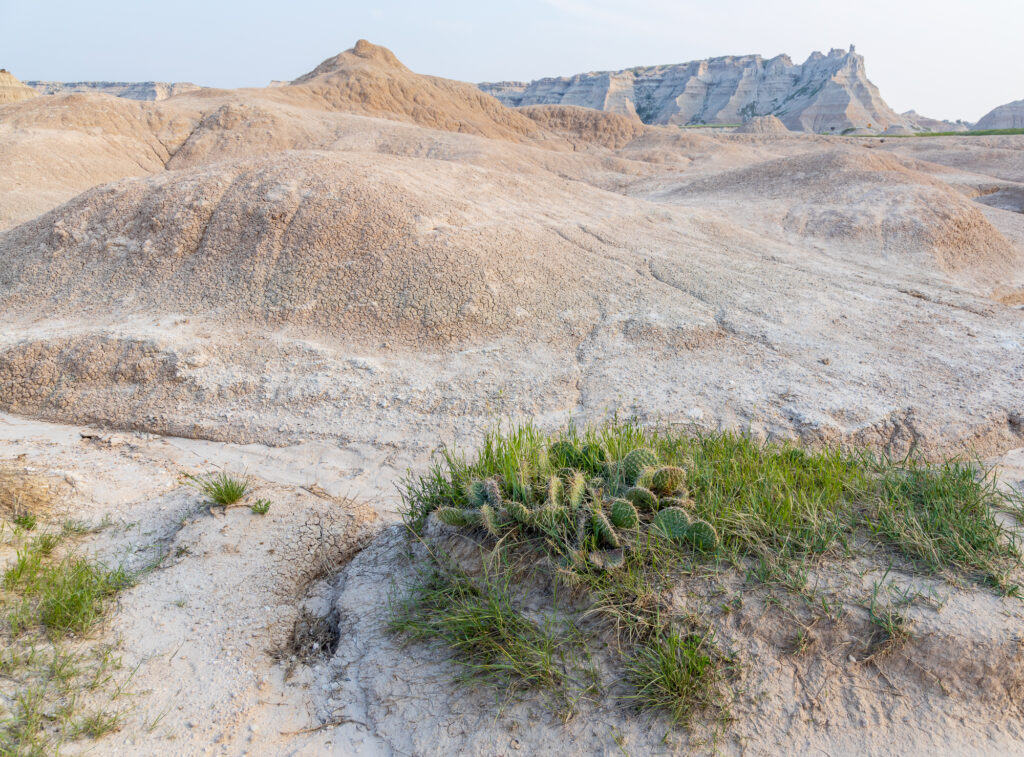 Cacti in Badlands