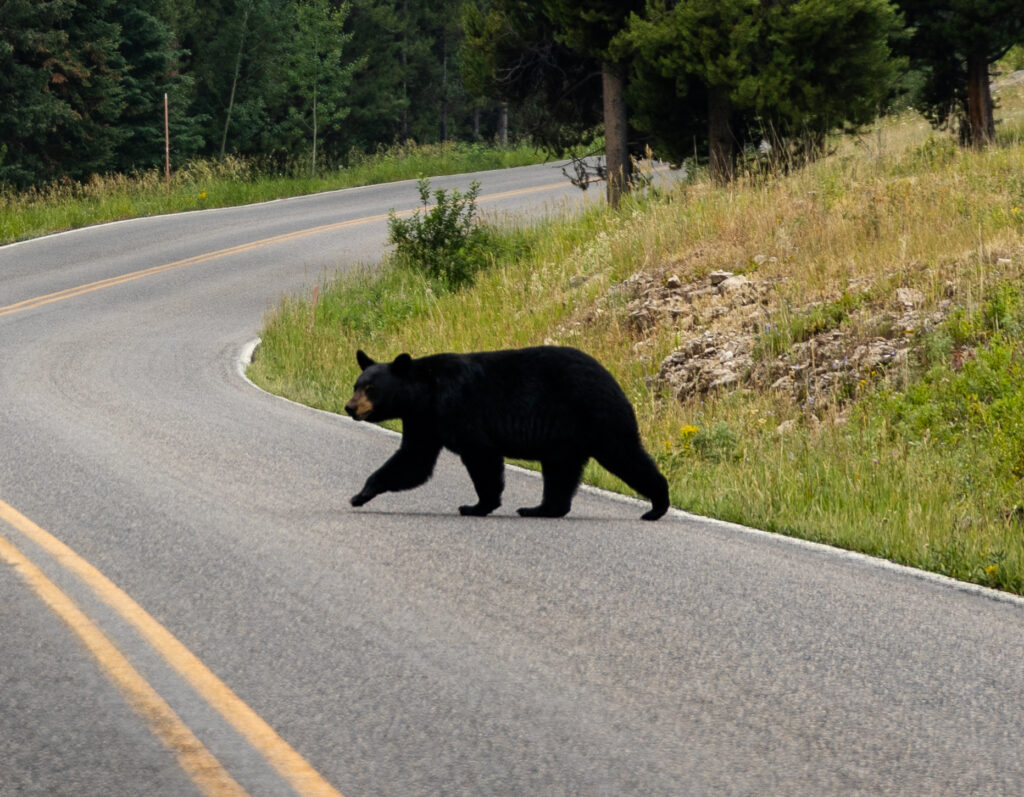 A black bear near the Pebble Creek campground in Yellowstone National Park 8.5 miles from the northeast entrance