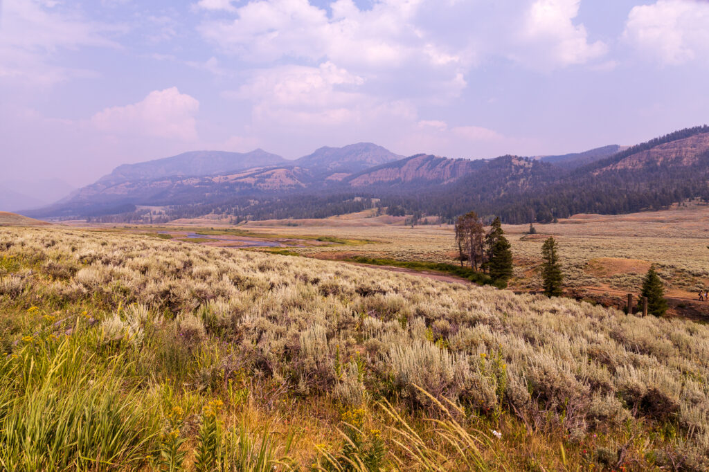 Lamar Valley